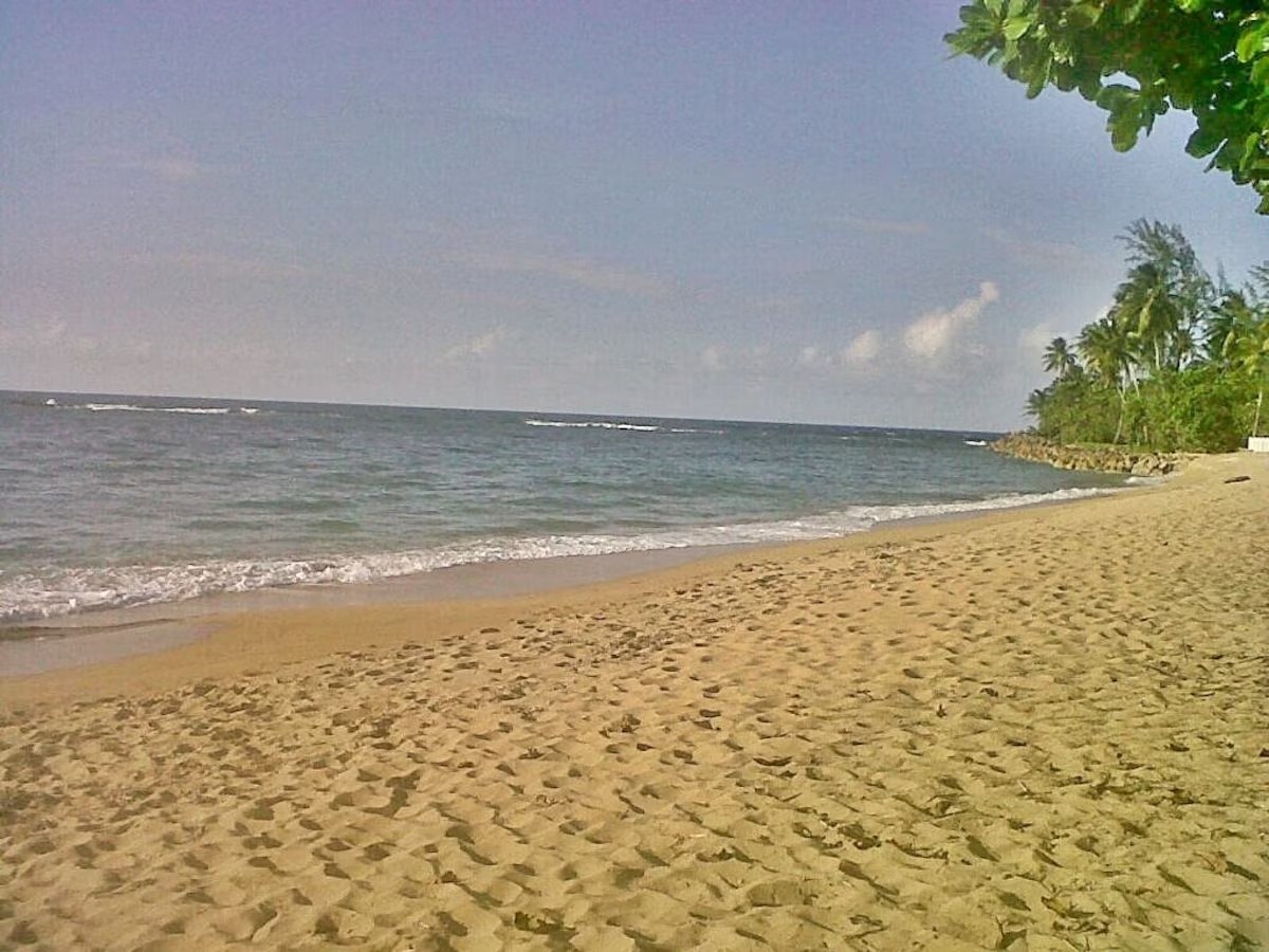 Sandy beach shoreline with palm trees